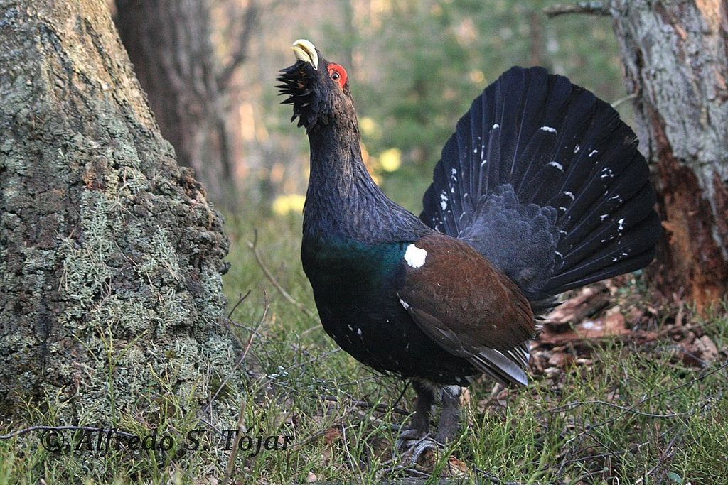 le Tétras-Lyre, oiseau emblématique du Vercors